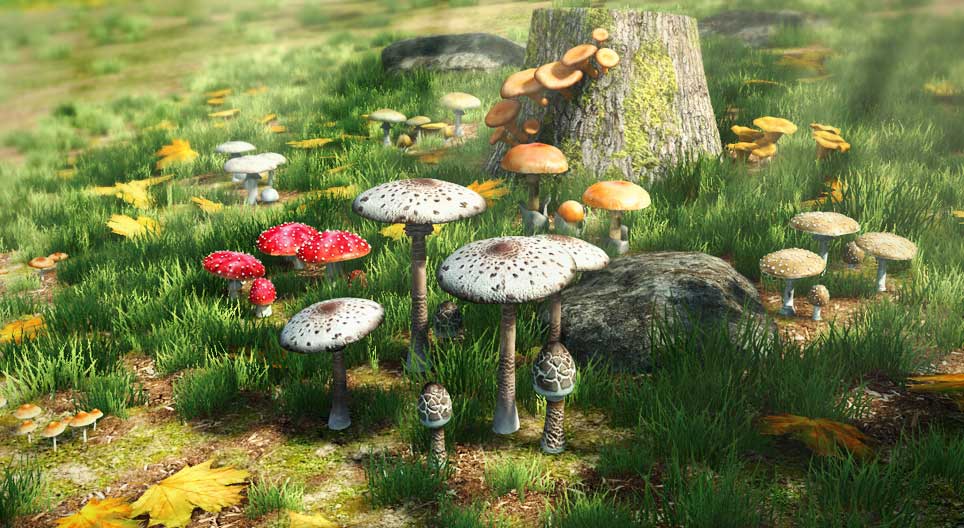 Comparação entre cogumelos tóxicos e comestíveis