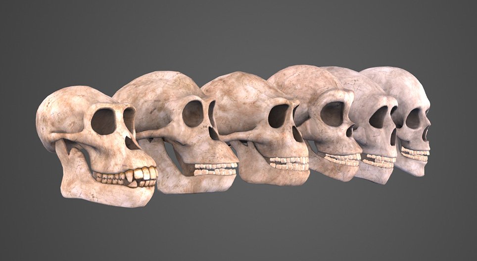 Evolução humana