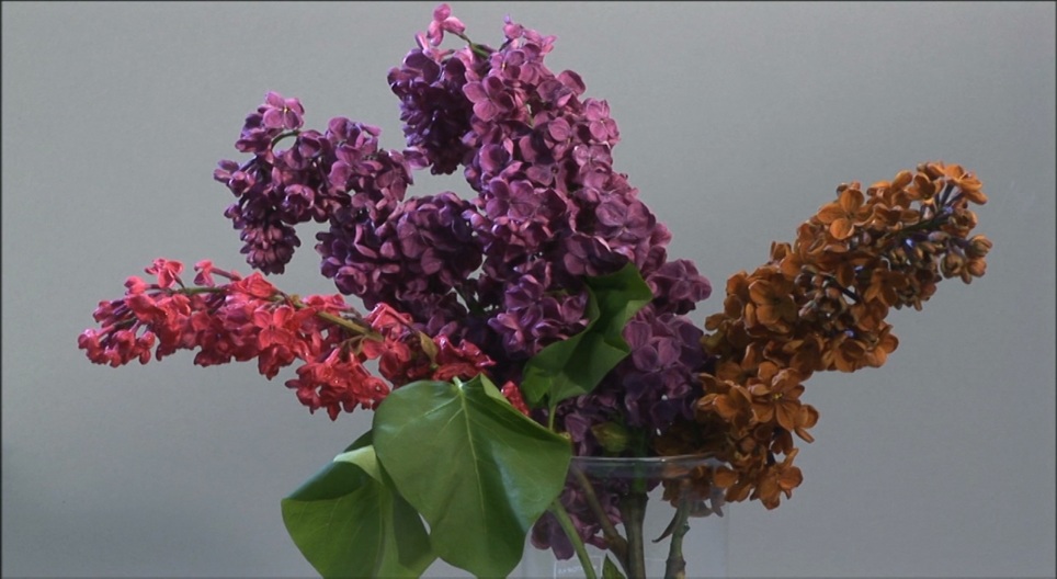 Vídeos educacionais