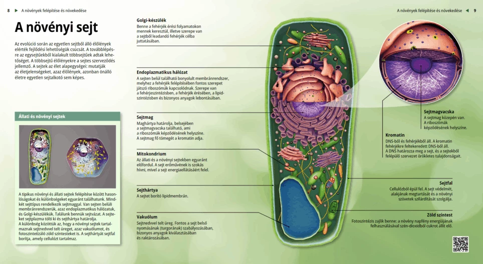 Las células vegetales