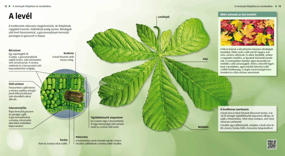 La hoja