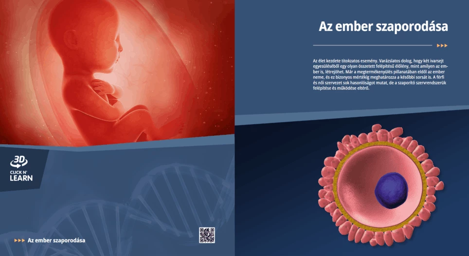 La reproducción humana