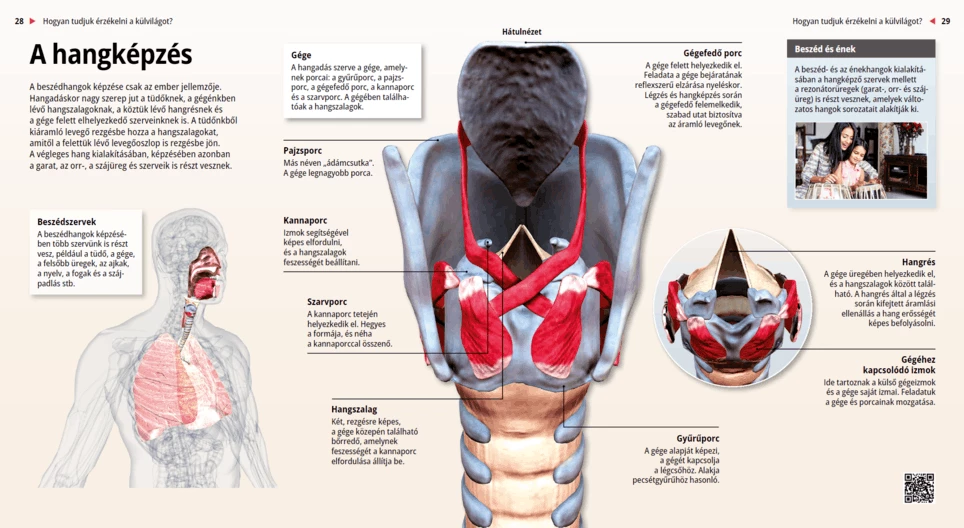 La producción de la voz