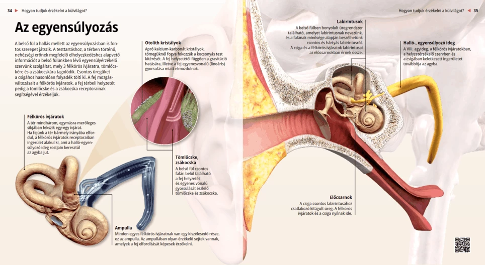 El sentido del equilibrio