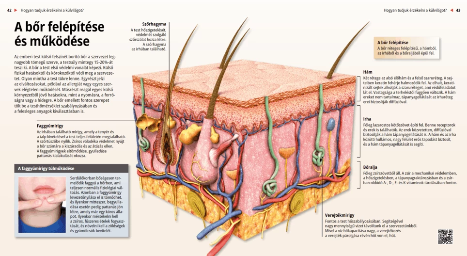 La anatomía y el funcionamiento de la piel