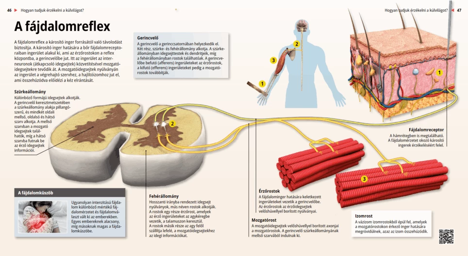 El reflejo de flexión