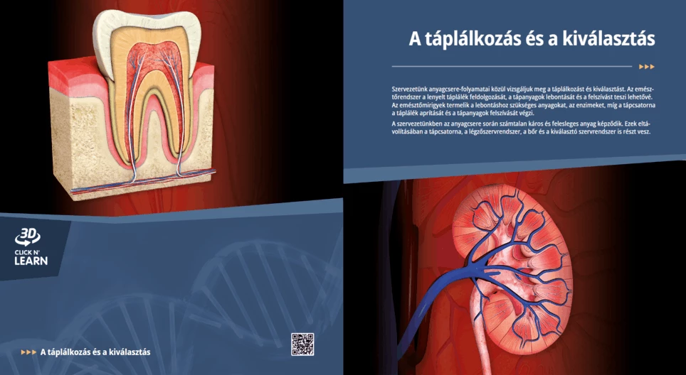 La digestión y la excreción