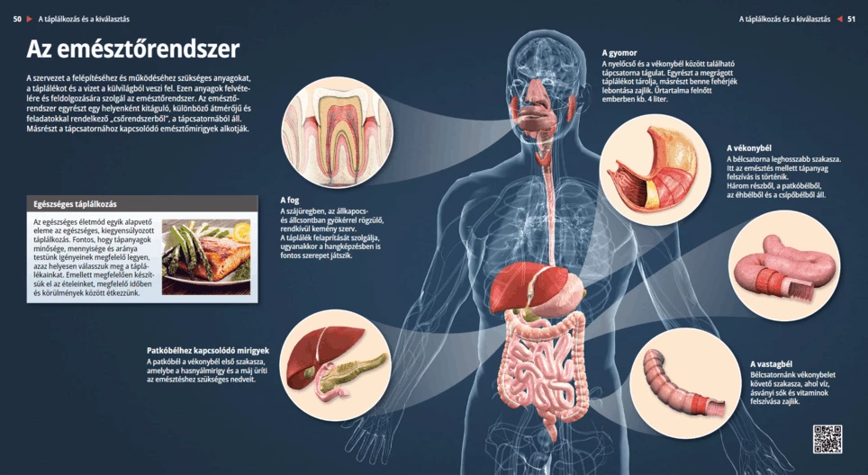 El sistema digestivo