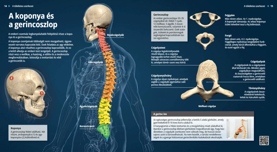 El cráneo y la columna vertebral