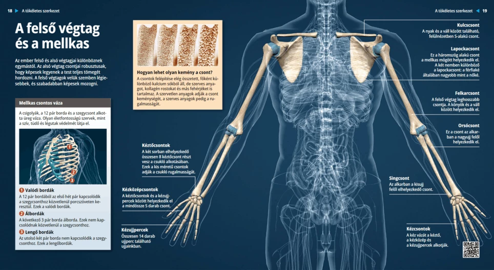 El tórax y el miembro superior