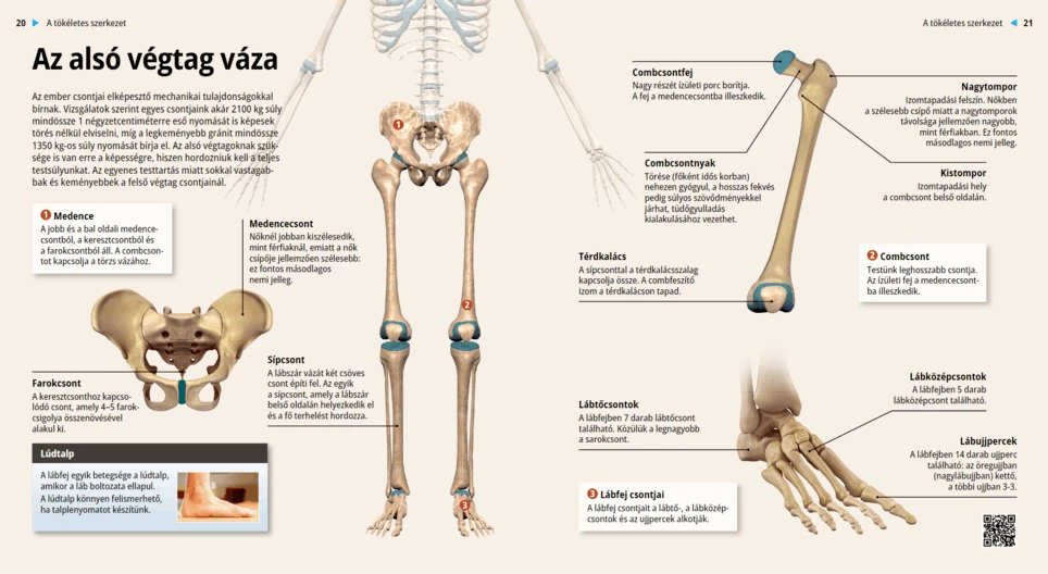 Los huesos del miembro inferior