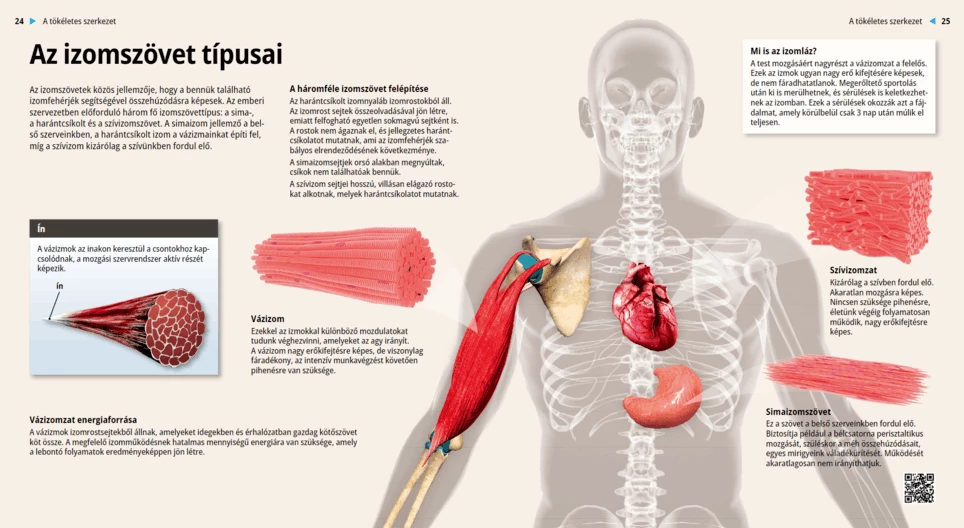 Los tejidos musculares