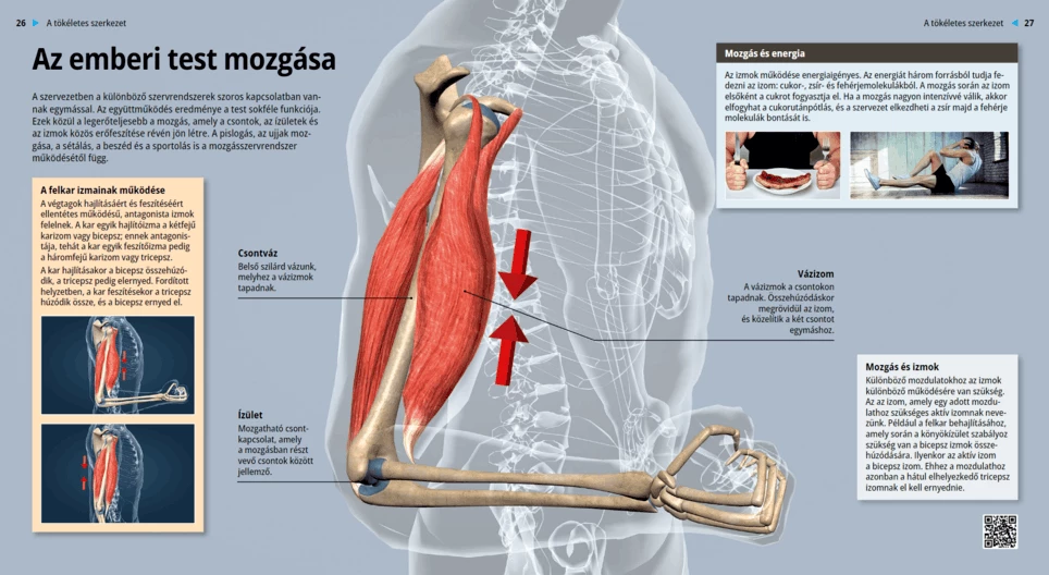 Los movimientos del cuerpo