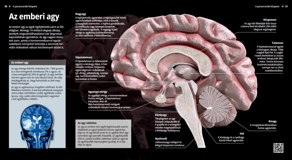 El cerebro humano