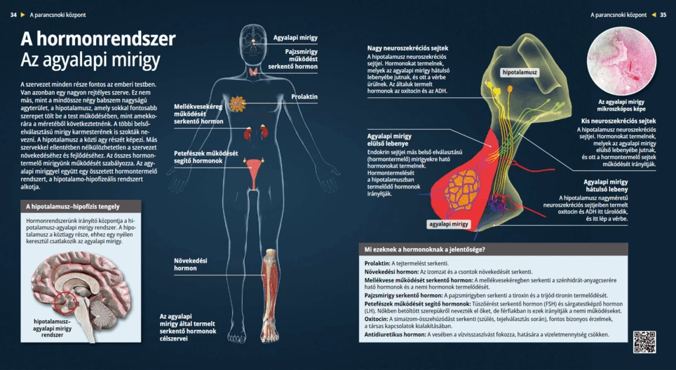 El sistema hormonal La glándula pituitaria