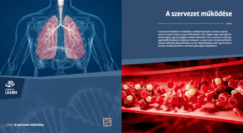 Los sistemas de órganos
