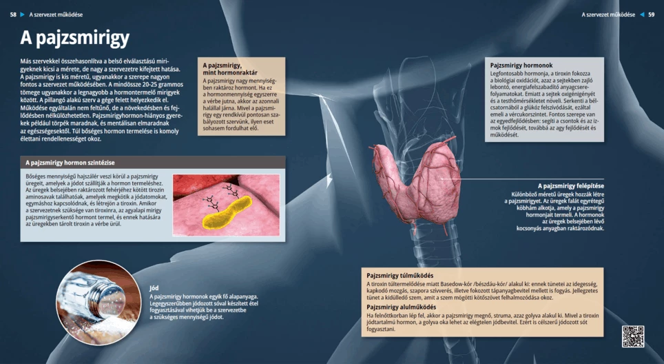 La glándula tiroides