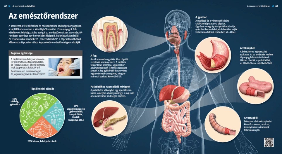 El sistema digestivo