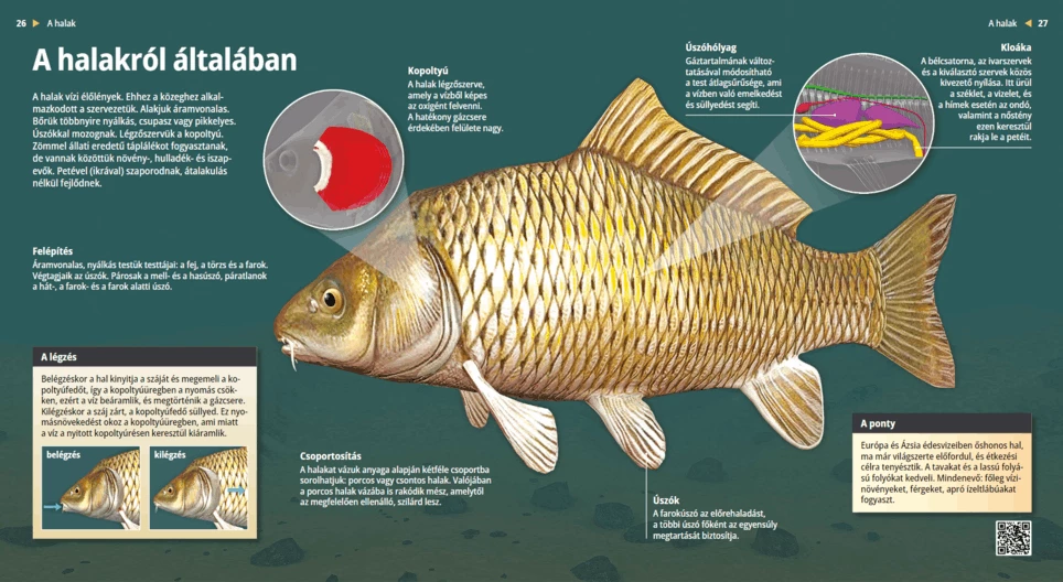 Los peces, viajeros del mundo acuático