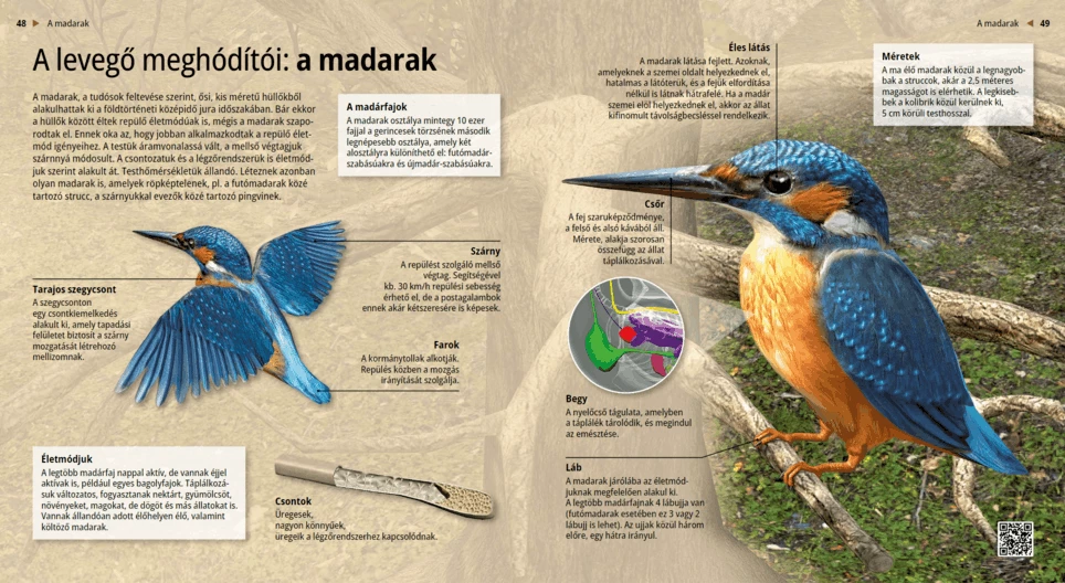Las aves, las dueñas del aire