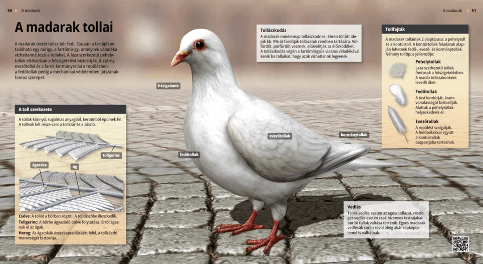 Las plumas de las aves