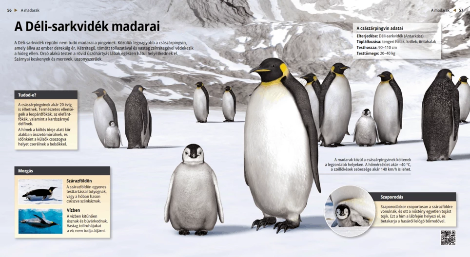 Los pingüinos, nadadores del sur