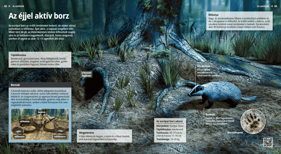 Los tejones, ágiles cavadores nocturnos