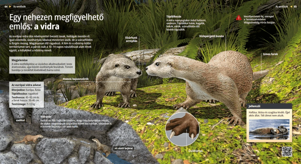 Las nutrias, expertas nadadoras