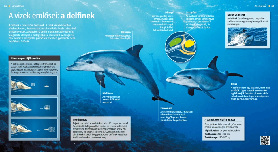Los delfines, sabios mamíferos marinos