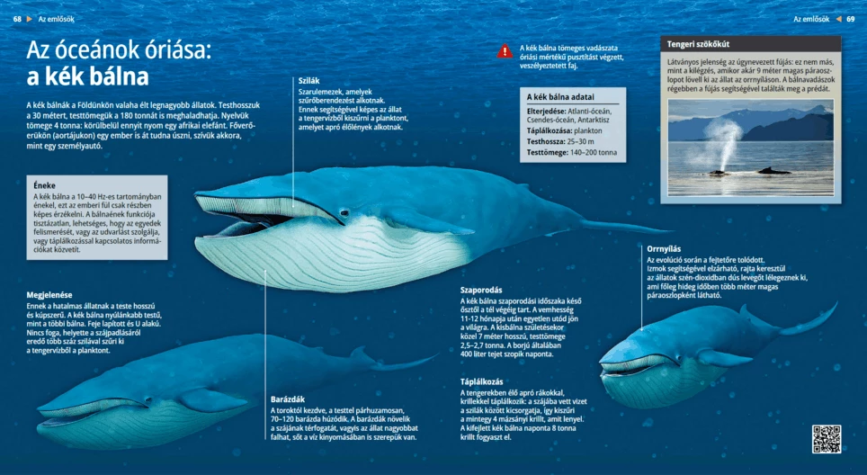 La ballena azul, la gigante de los mares