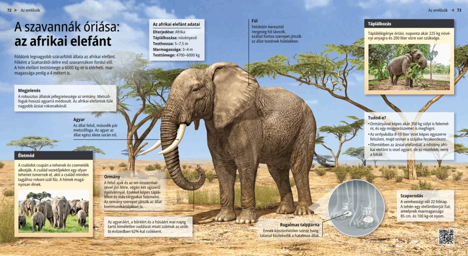 El elefante africano, el gigante de las sabanas