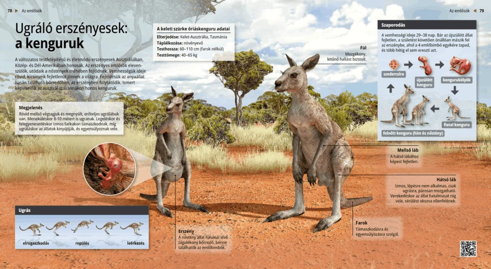 Los canguros, marsupiales saltadores