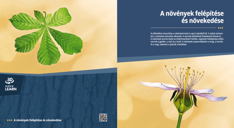 La anatomía y el crecimiento de las plantas