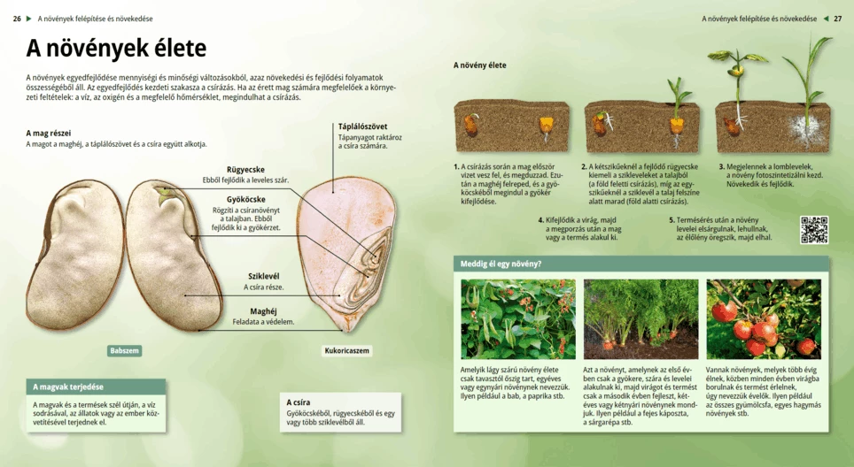 El ciclo de vida de las plantas