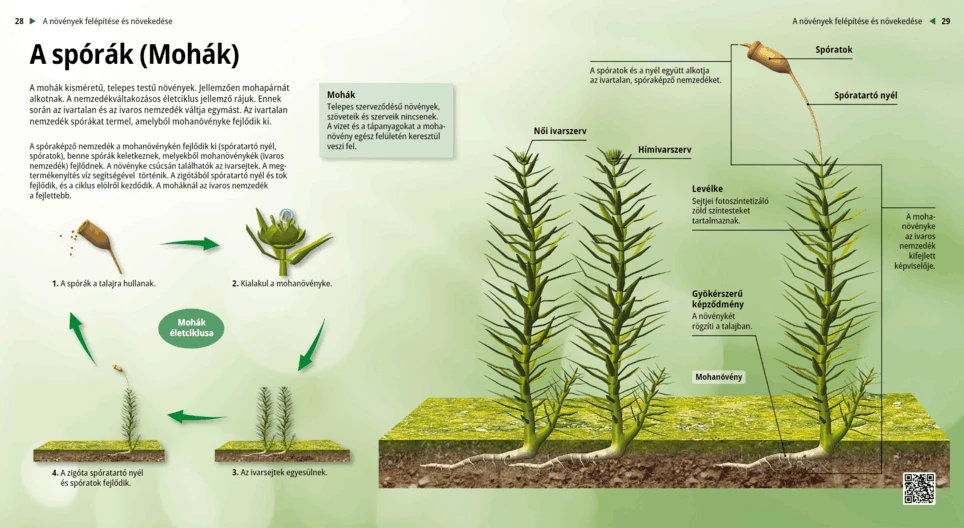 Las esporas: los musgos