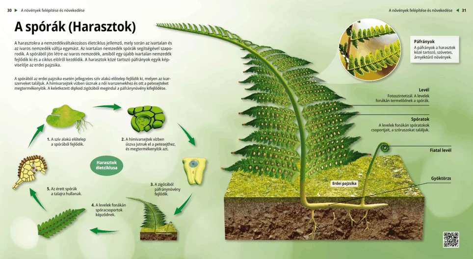 Las esporas: los helechos