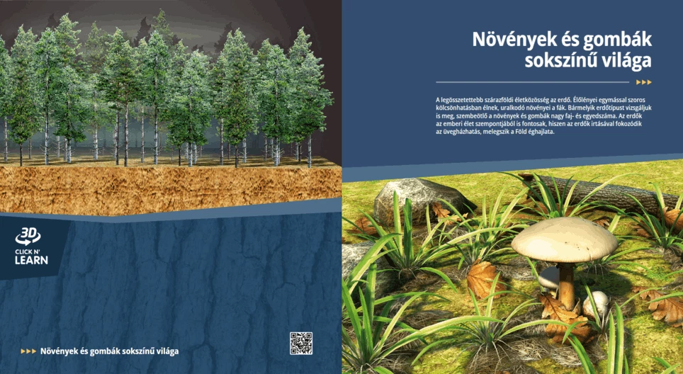 El variado mundo de las plantas y los hongos