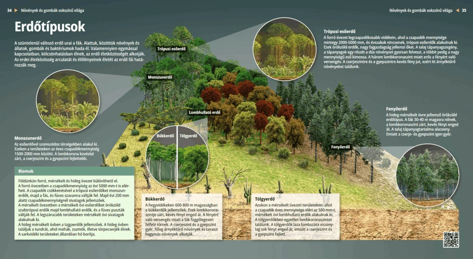 Los tipos de bosques