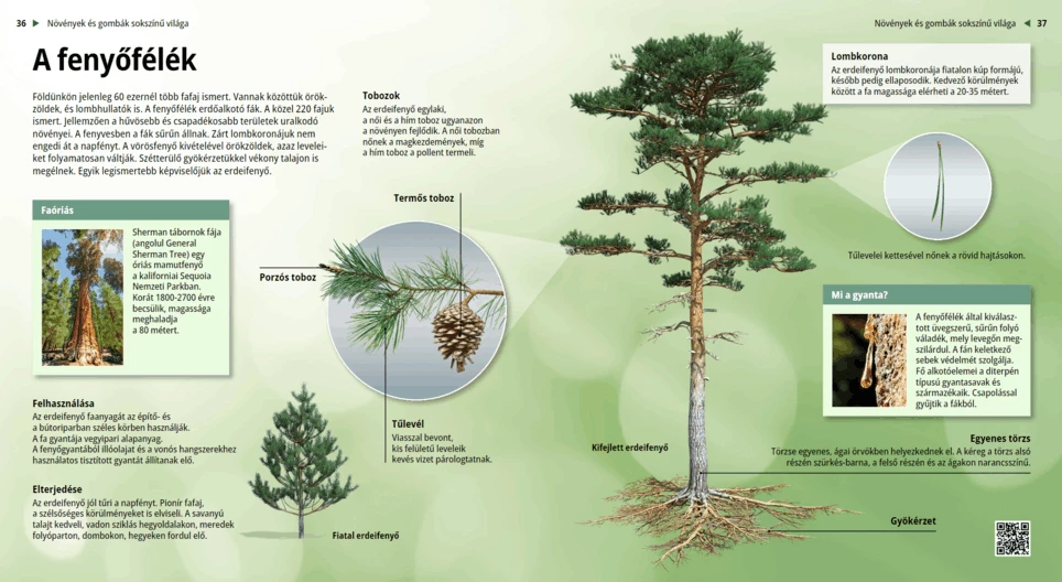 La familia de las pináceas