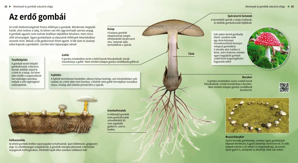 Las setas del bosque
