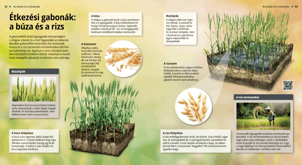 Los cereales: el trigo y el arroz