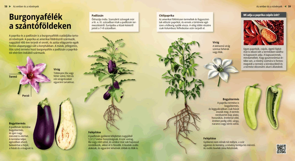 Las plantas solanáceas