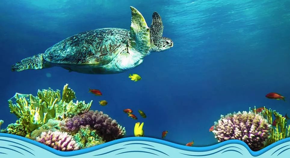Introdução ao mundo dos oceanos