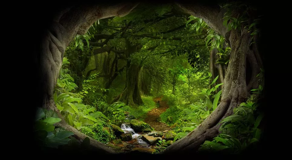 No meio da selva