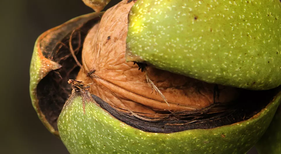 Plante uma nogueira para seus netos.