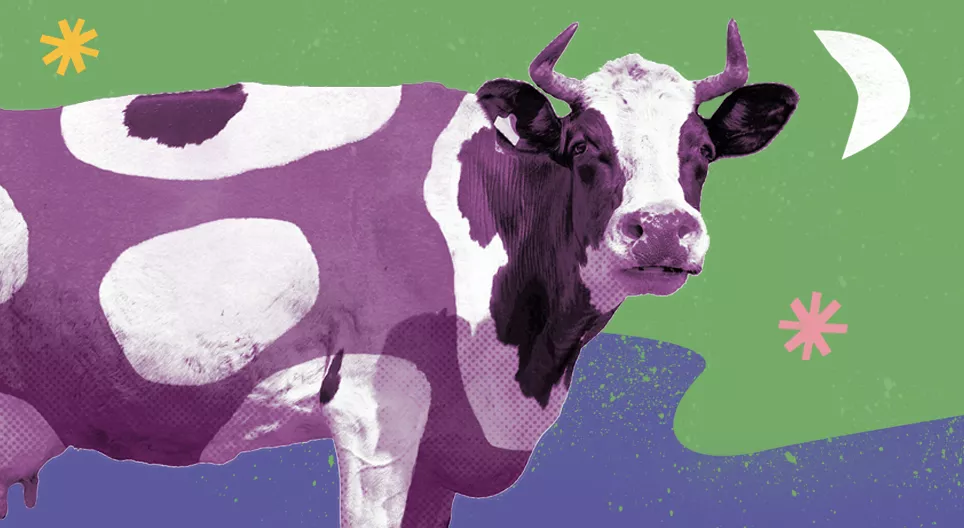 Existem vacas roxas?