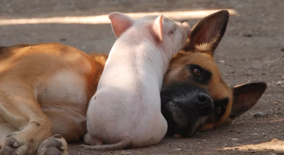 São os porcos mais espertos que os cães?