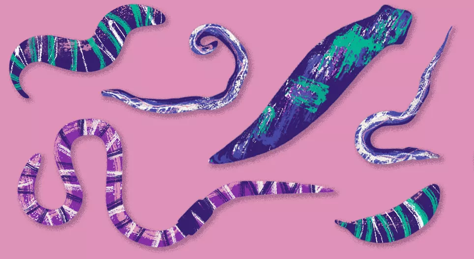 Animais invisíveis: vermes