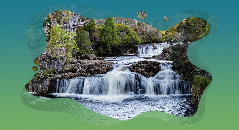 Microrganismos aquáticos