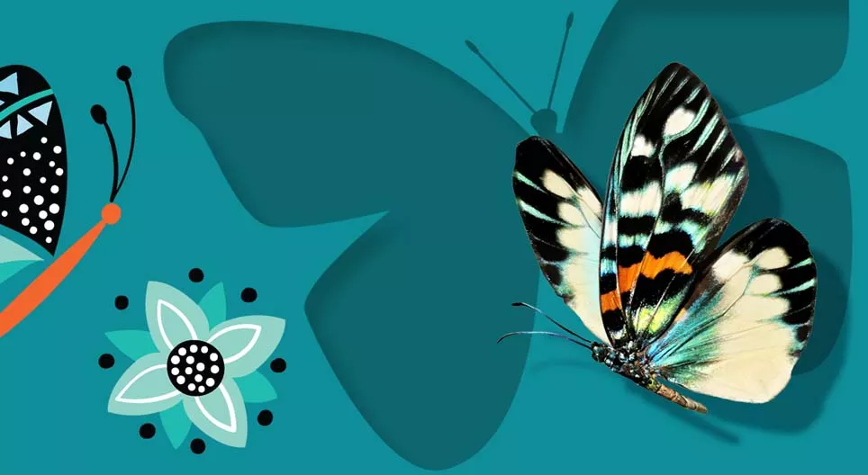 Borboletas e traças